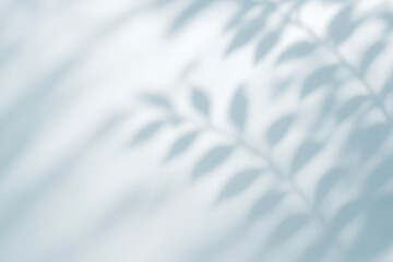 Obraz premium Soft shadows of tree in a tranquil white wall during daylight