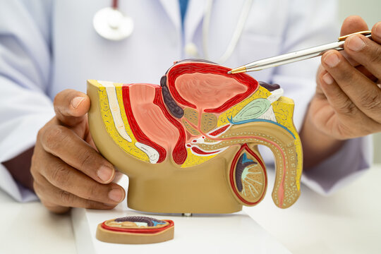 Male reproductive system, Asian doctor holding human anatomy model for study diagnosis and treatment in hospital.