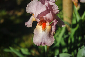 petal of pink iris with orange stamens in sunlight