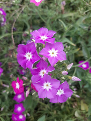 Fototapeta premium Purple flowering plant Province of Cartago,Costa Rica