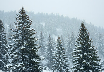 Snowy evergreen forest landscape