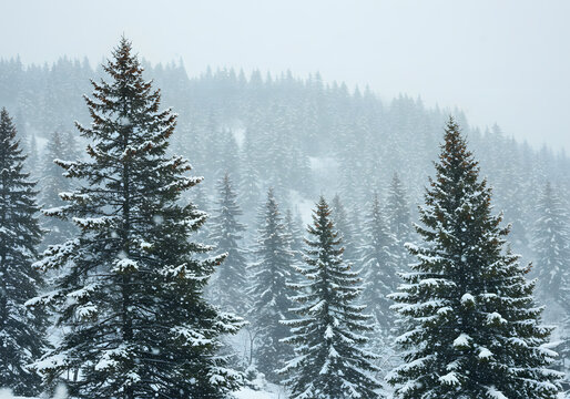 Snowy evergreen forest landscape