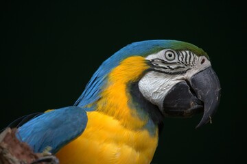 blue and yellow macaw zoo nature feathers 