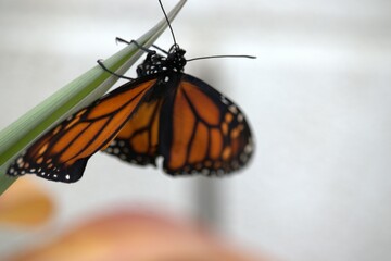 butterfly monarch wings peaceful beauty