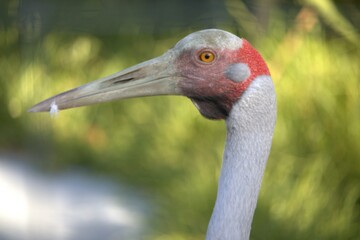 grey, red unusual bird feather 