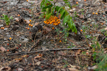 Cluster of fallen rowan berries on forest ground with dry leaves, pine needles, and twigs.
