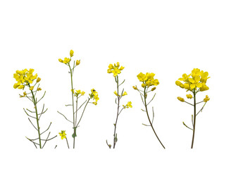 yellow flowers isolated without background 
