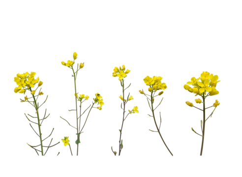 yellow flowers isolated without background 