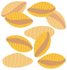 vector illustration of conchiglie 