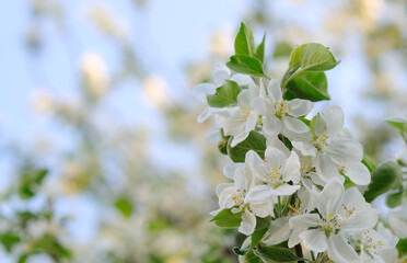 Spring apple blossom