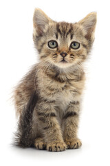 Obraz premium Kitten on white background.
