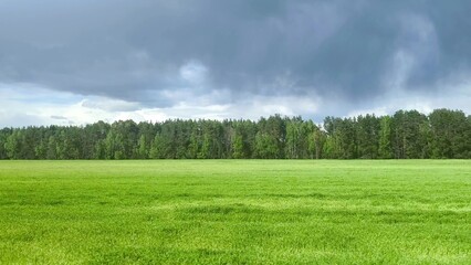 Fototapeta premium Side view from the window of a moving car along a grassy field. lush green field and stormy sky.