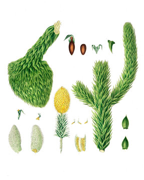 Andentanne, Chilenische Araukarie, Affenbaum, Araucaria imbricata, Chili pine, monkey puzzle tree, monkey tail tree