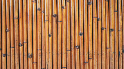 Yellow bamboo texture. Dried bamboo wall or fence panoramic background