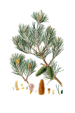 Art der Kiefer, Pinus virginiana, Pinus inops, Virginia pine, scrub pine, Jersey pine, possum pine