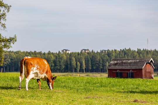 cows in a field