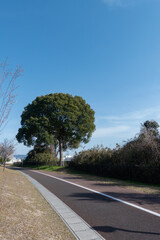 Fototapeta premium 青空が映える大きく丸い木 滋賀県草津市ai彩広場