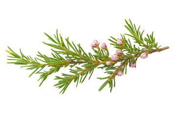 Fototapeta premium Delicate Pink Flowers on a Green Branch . Transparent background PNG