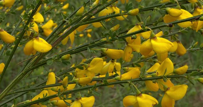 Close-up view of swaying in the wind, blooming common broom (Cytisus scoparius) twigs in its natural habitat. Mazowieckie, Poland, Europe.