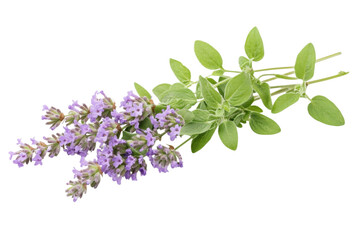 Lavender and Oregano Bouquet - Fresh Herbs . Transparent background PNG