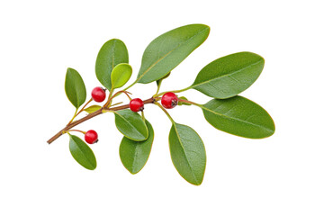 Closeup of a Vibrant Branch with Berries and Leaves . Transparent background PNG