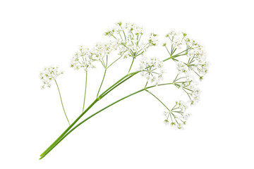 Delicate White Flowers in Nature's Embrace . Transparent background PNG