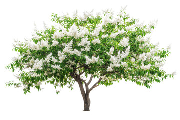 Obraz premium Stunning Blooming Tree in Springtime . Transparent background PNG
