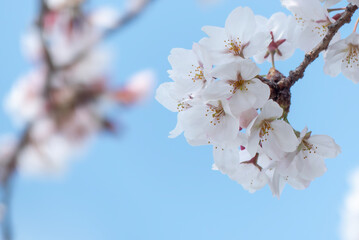 美しい桜のズーム　爽やかな晴れた青空背景　