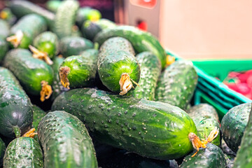 green fresh cucumbers in the supermarket in bulk