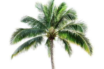 Tropical Coconut Palm Tree Against White Sky