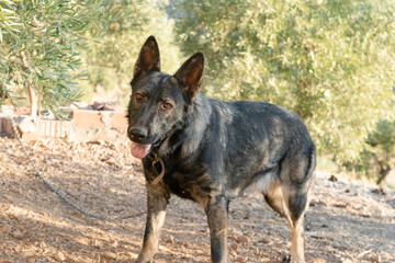A sheepdog used to guard livestock remains chained when not herding.