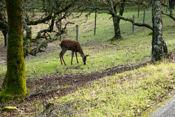 Young deer eats fresh green grass in a hunting reserve in a peaceful wildlife scene in nature