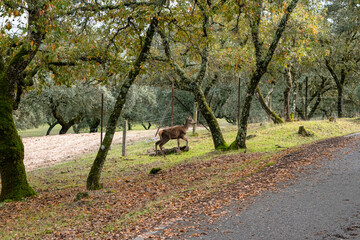 wild animal scene in the forest with a deer running scared between the trees