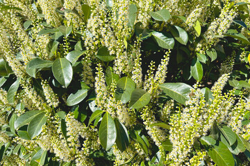Cherry laurel shrub, prunus laurocerasus with erect inflorescences of white flowers with yellow stamens, beginning to bloom, attracting bees collecting nectar. Background, backdrop, screen, desktop.