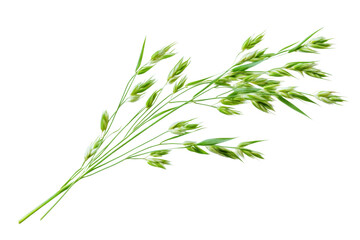 Fototapeta premium Fresh Oat Plant: A Healthy and Natural Image . Transparent background PNG