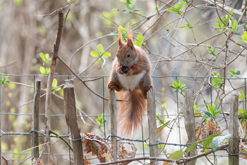Squirrel in balancing act