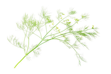 Fototapeta premium Delicate Green Plant Branch with Fine Details . Transparent background PNG