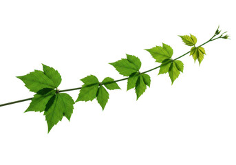 Green vine with leaves isolated on transparent background