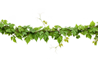 Green vine with leaves isolated on transparent background