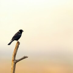 Fototapeta premium Elegant solitary bird perched on a branch against soft blurred background in warm tones of nature