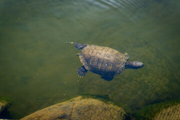 Obraz premium A turtle is swimming gracefully near the surface of a calm pond with sun reflections and greenish water