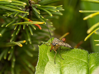 Close-Up of a Scorpionfly on a Leaf in a Natural Environment