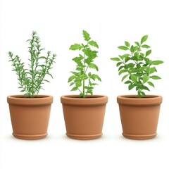 Obraz premium Three Young Plants Growing in Terracotta Pots Green Leaves Spring herb soil life herbs basil flora