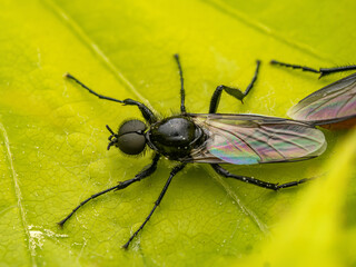 Close-Up Shot of Hawthorn Fly, on Green Leaf
