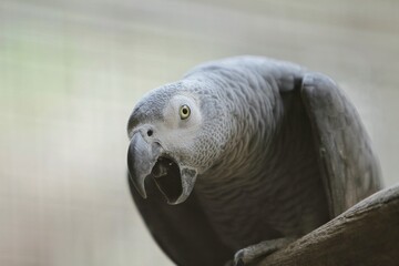an african grey parrot perched and screaming