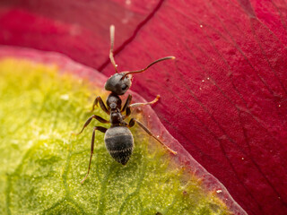 Close-Up of Ant Crawling on a Colorful Plant Petal