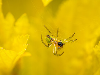 Close-Up of Spider on Web Against Vibrant Yellow Background in Nature