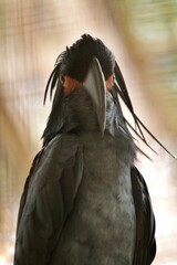 a black cockatoo stands calmly looking at the camera
