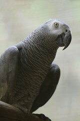 an african grey parrot perched calmly looking at the camera