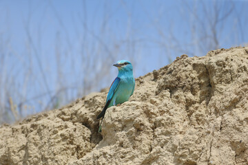 An adult European roller (Coracias garrulus) sits on the edge of a clay cliff near its nest against a blue sky